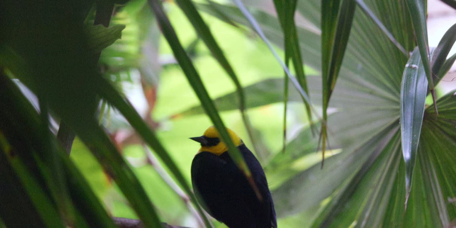 A bird in leaves