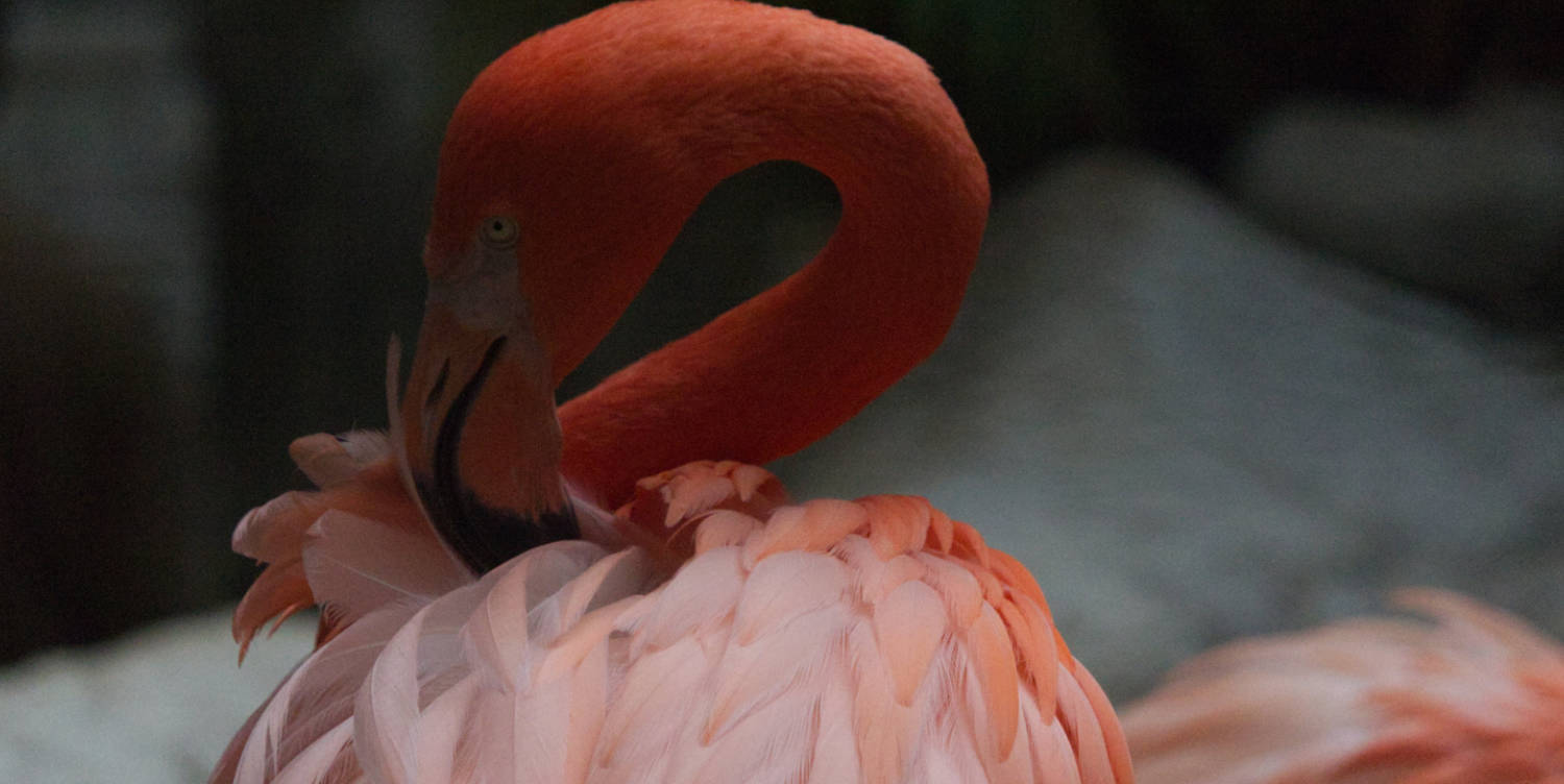 A flamingo in their feathers