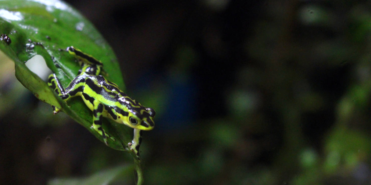 A frog on a leaf