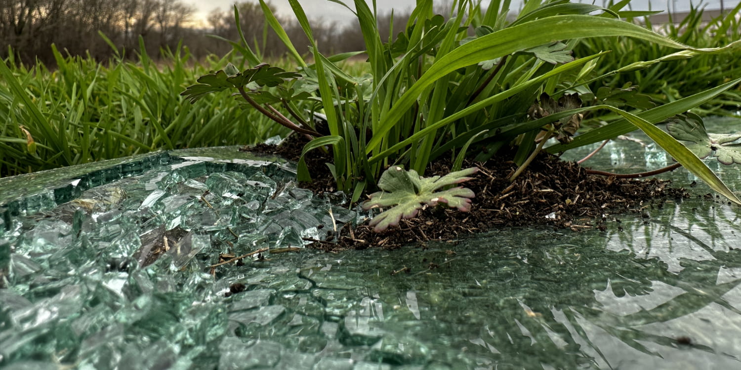 A plant growing through broken glass.