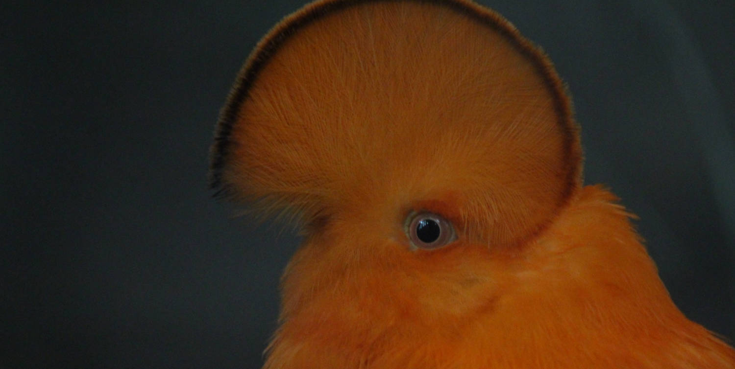 An orange bird