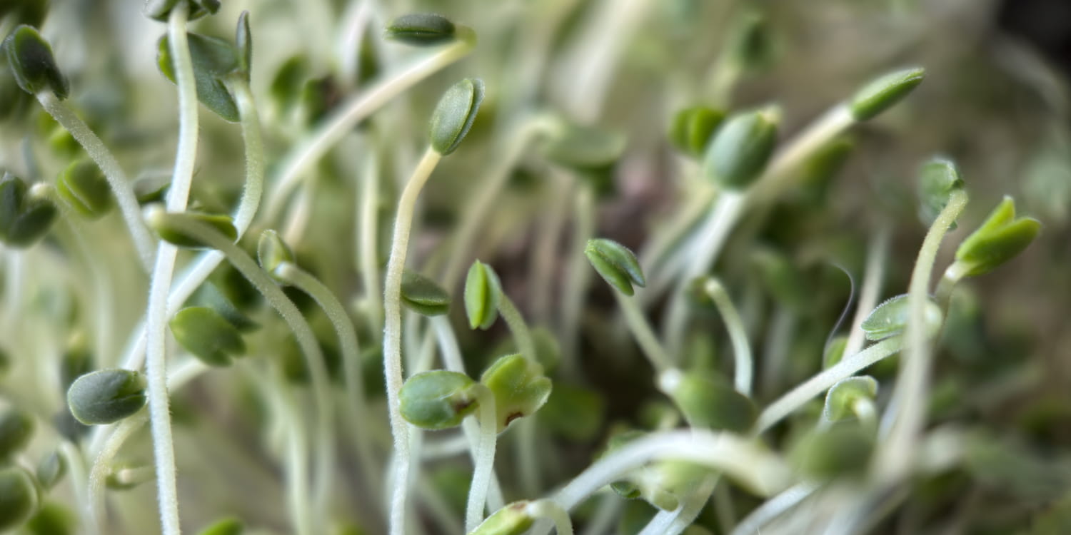 A growing plant