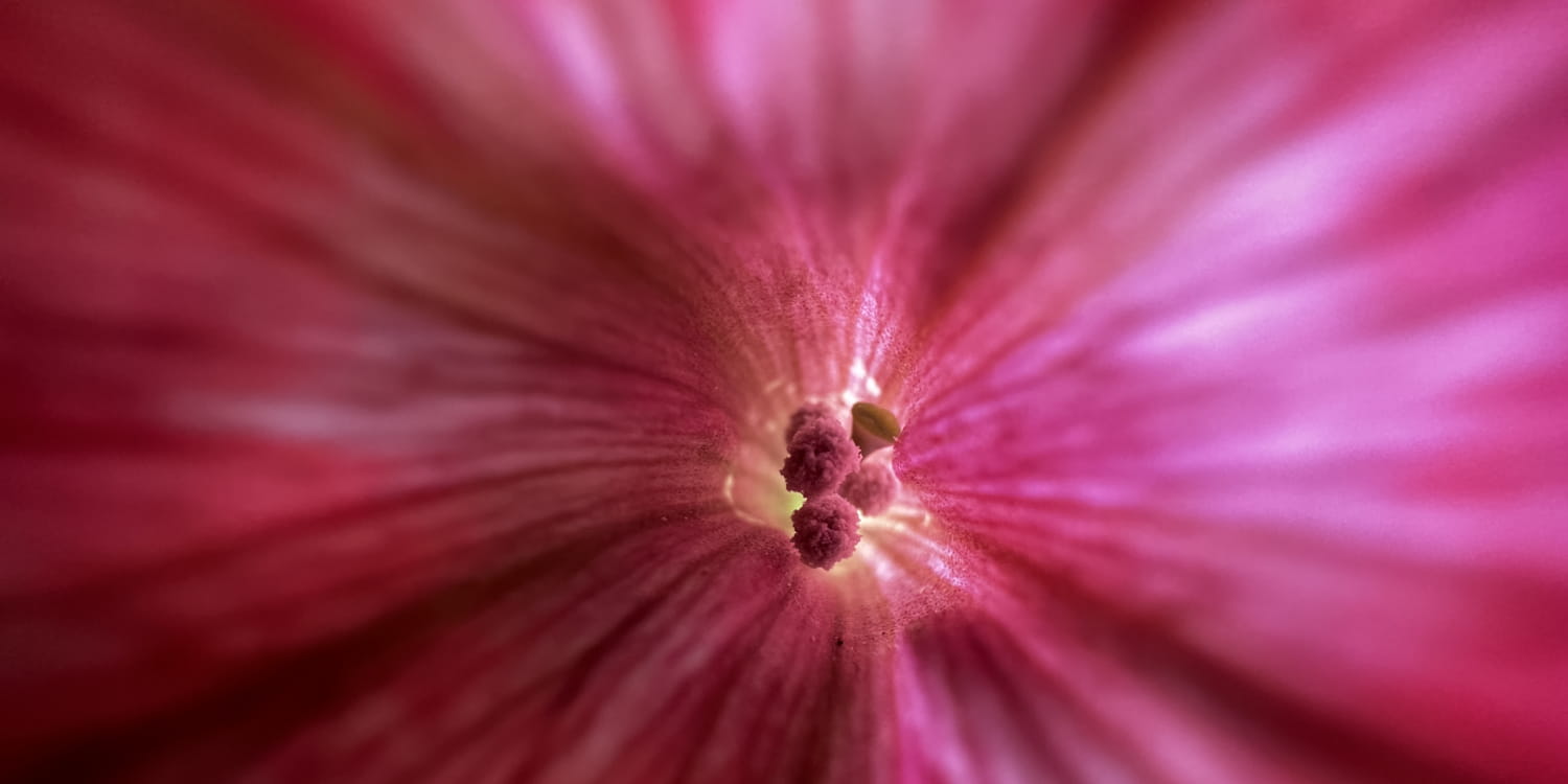 A close up of a red flower