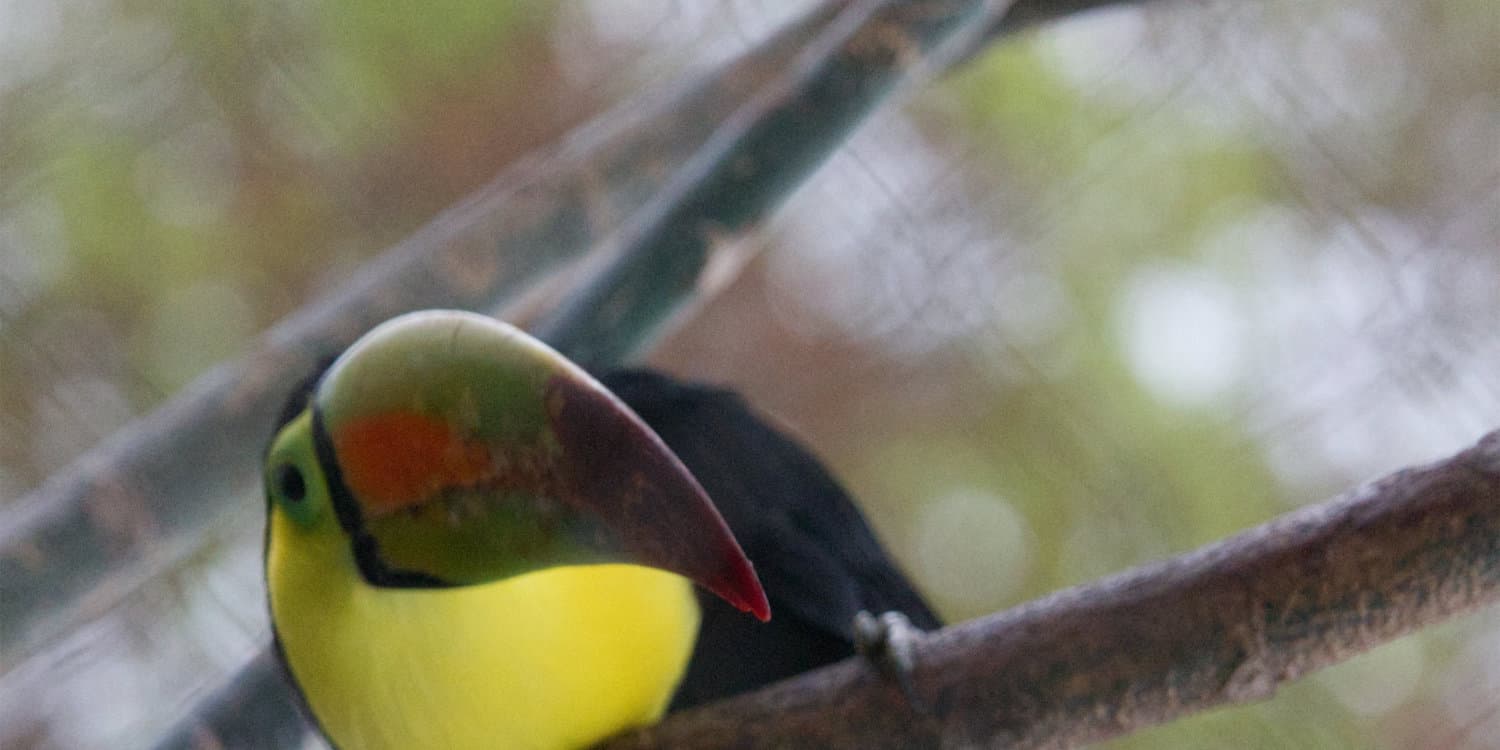 Playful Toucan