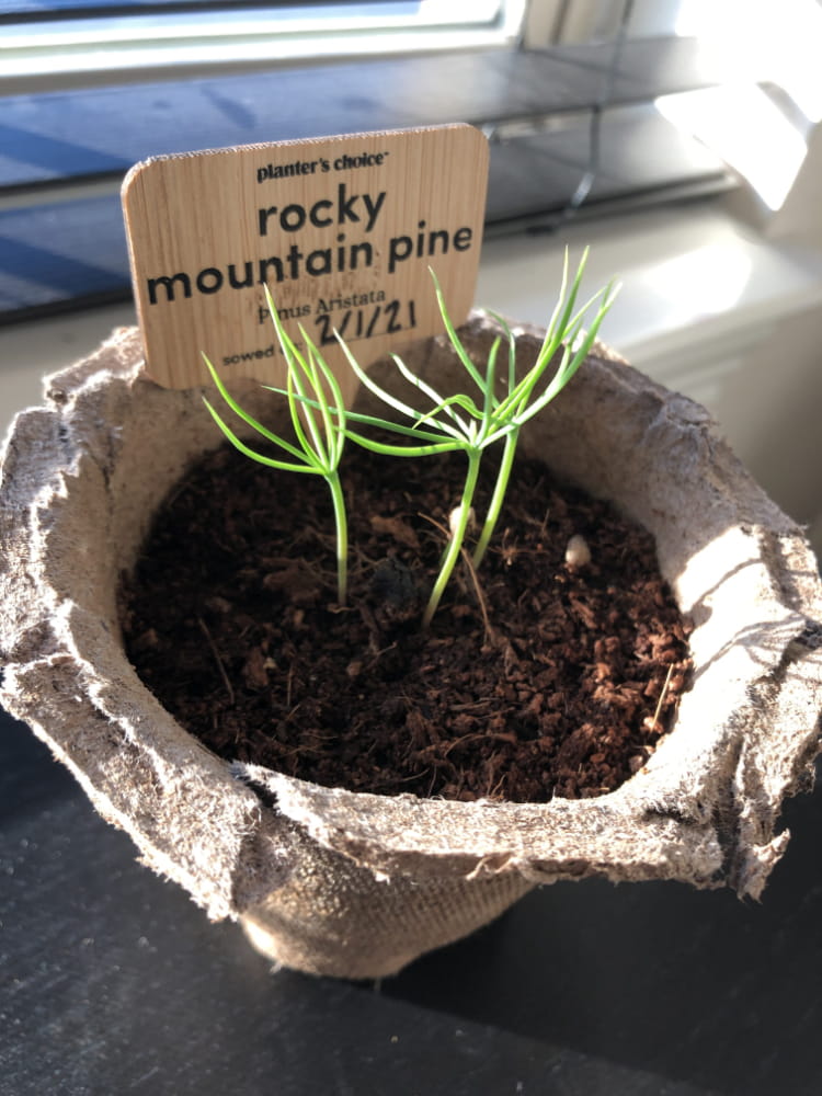 Trying to plant a bonsai tree.