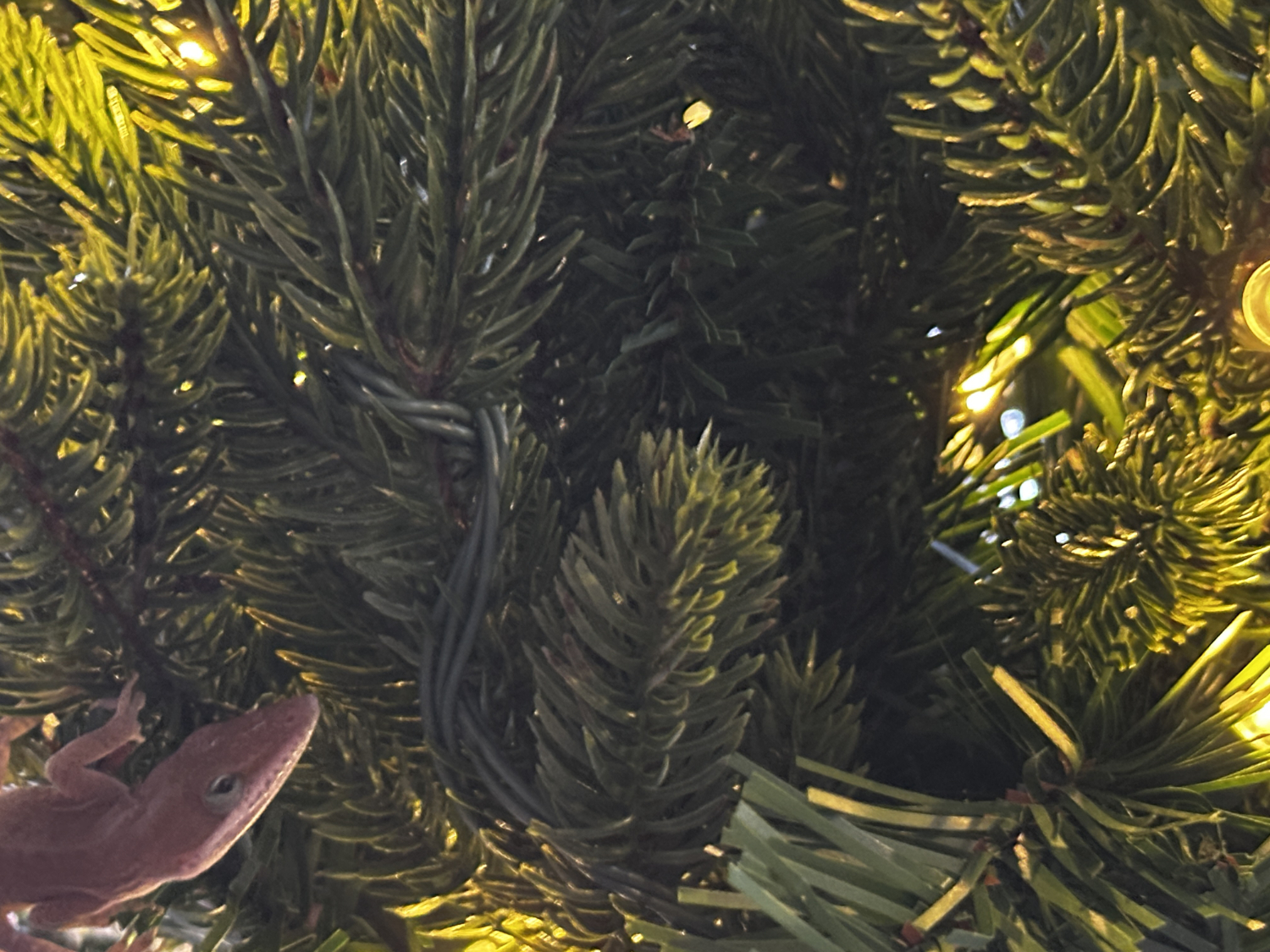 Lizard hanging out in a christmas tree
