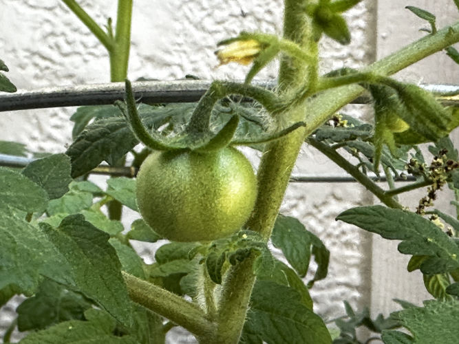 Our First tomato in the garden