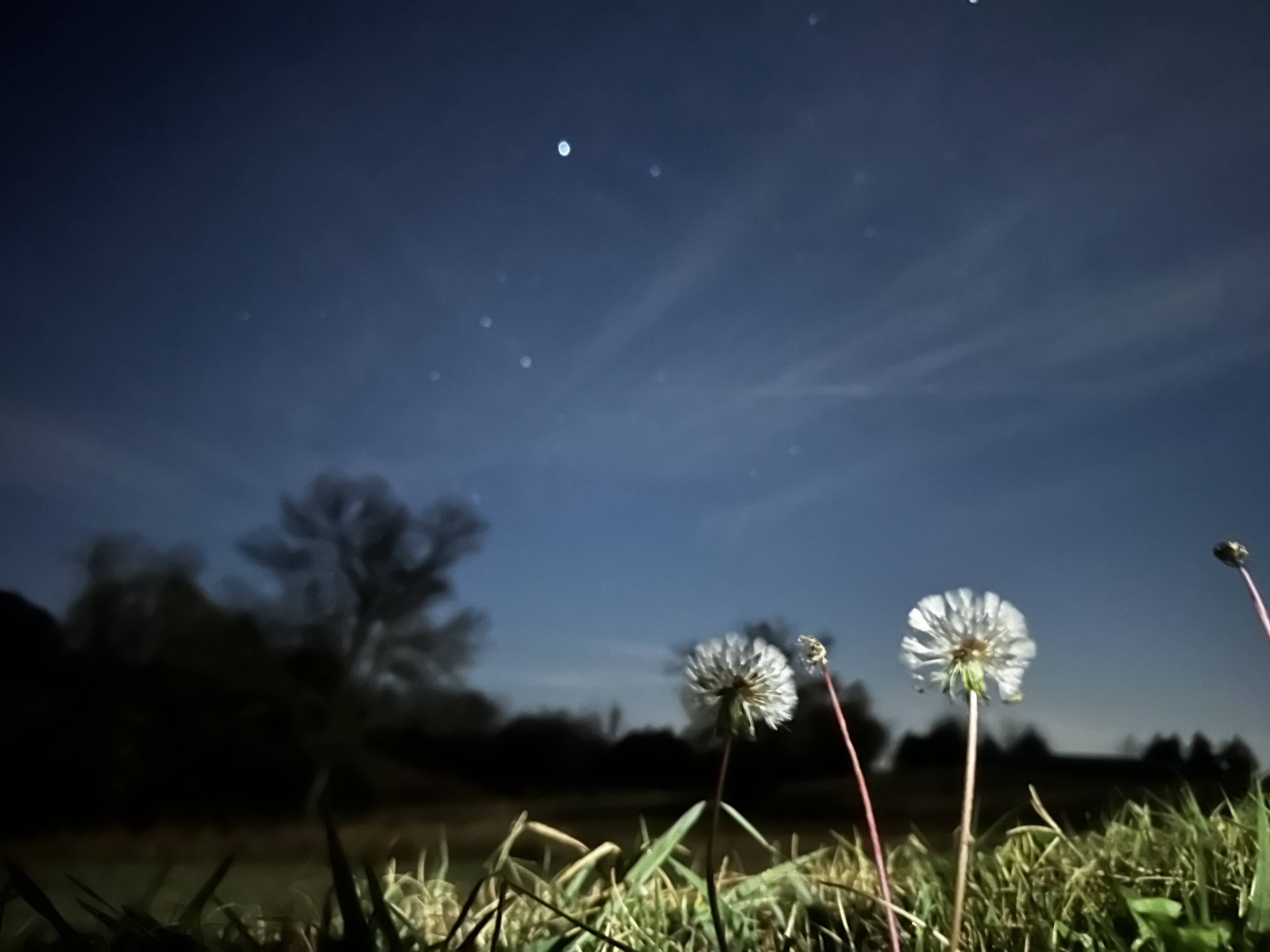 Some Flowers With Stars